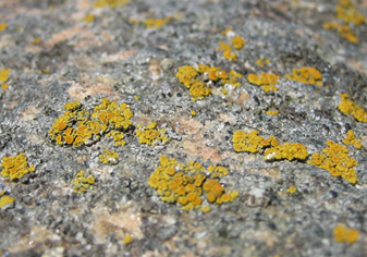 Yellow lichen