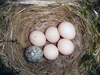 An Eastern Phoebe (Sayornis phoebe) nest containing five Phoebe eggs and one Brown-headed Cowbird (Molothrus ater) egg 