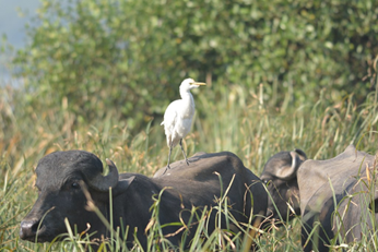 Cattle Egret standing on the back of cattle