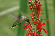 Ruby-throated hummingbird hovers over a red flower, drinking nectar from the flower