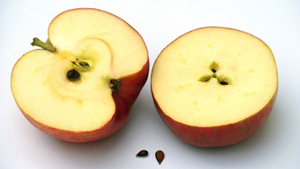 Two halves of an apple showing the seeds