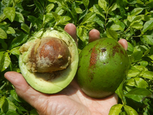 Person holding an avocado cut in half with the seed showing