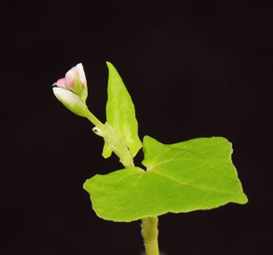 Buckwheat seedling with first flower buds