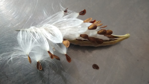 Several seeds from a butterfly weed plant showing both the hard brown part and the soft white part of the seed