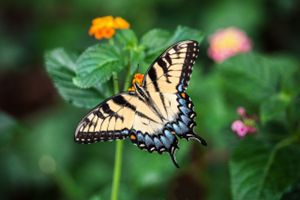 Butterfly sitting on a lantana leaf