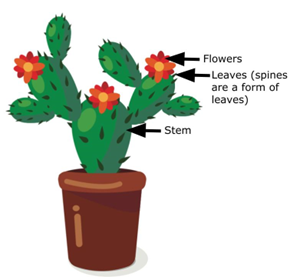 Prickly pear cactus with labels for stems, leaves, and flowers