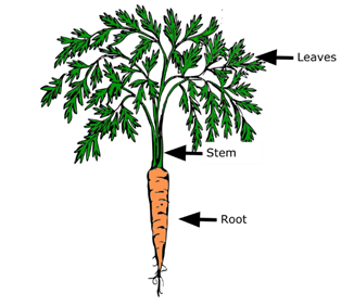 Carrot with labels for root, stem, and leaves 