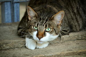 Cat laying on deck, resting its head on its paws