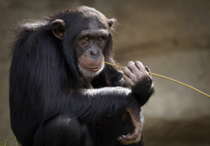 Chimpanzee is sitting down, holding a piece of straw to its mouth