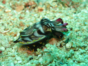 Cuttlefish sitting on the ocean floor