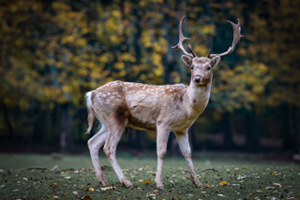 Deer with antlers standing in a field, looking towards the camera