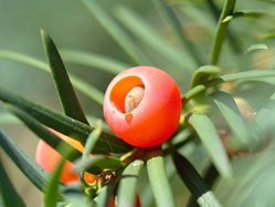 yew berry with seed inside on plant