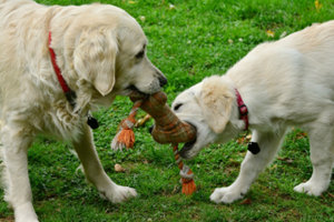 Two dogs playing tug of war with a toy