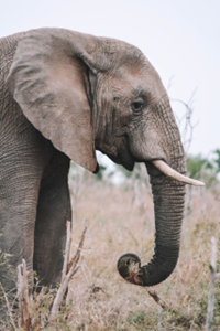 Side profile of an elephant holding some grass with its trunk