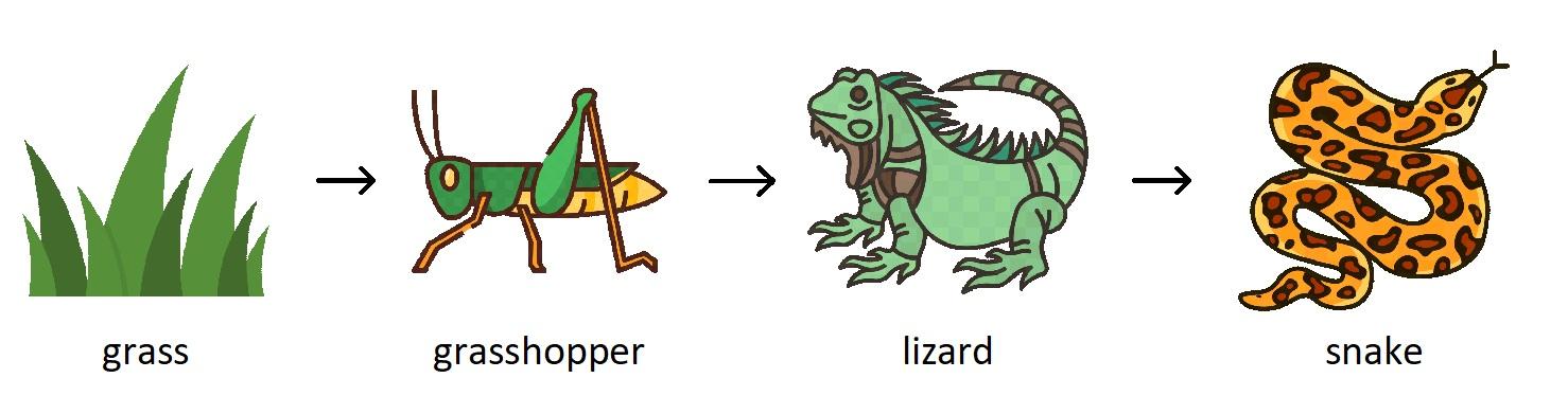 A food chain with grass, a grasshopper, a lizard, and a snake is shown.