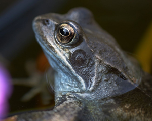 Side profile of a frog that shows their eye and ear