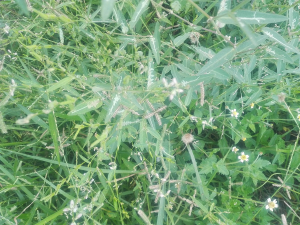 A close-up of blades of grass with small white grass flowers shown