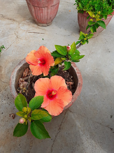 Top view of a hibiscus plant in a pot with pink hibiscus flowers and green leaves showing