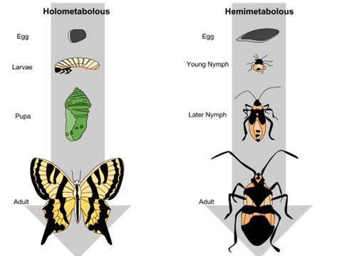 The image shows two gray arrows pointing down.  The left arrow has 4 images overlaying it that portray the stages of a butterfly’s life cycle: egg, larvae, pupa, and adult. The right arrow has four images overlaying it that portray the stages of a beetle’s life cycle: egg, young nymph, later nymph, and adult.