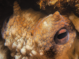 Closeup of octopus head with focus on one eye