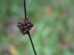 cluster of spiney burs on a stem