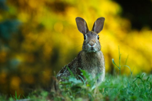 Rabbit sitting in the grass looking at the camera