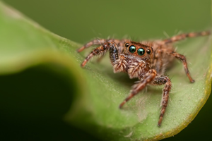 Small jumping spider sitting on a leaf