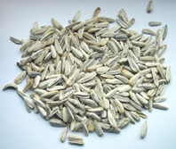 A pile of sunflower seeds on a light blue background