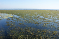 green aquatic plant with long slender stems and small leaves clumped together in a  in water