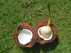 open coconut