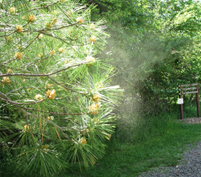 pine tree releasing a cloud of pollen into the air