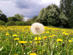 dandelion flower in a field of flowers