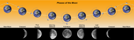 Image showing how the Moon appears to a viewer on the Earth based on the orientation of the Earth, Sun, and Moon. There are images that show the appearance of the moon at new, waxing crescent, first quarter, waxing gibbous, full, waning gibbous, last quarter, waning crescent, and new phases.