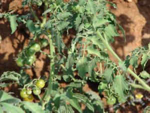 Adult tomato plant with small green cherry tomatoes on it.