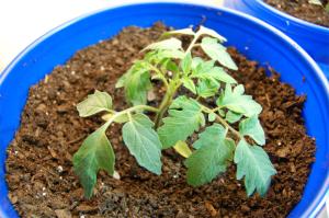 Young tomato plant with three small stems and leaves